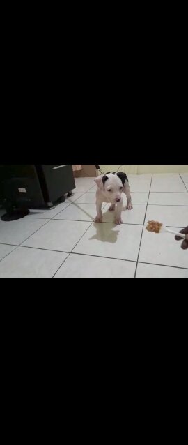 AMERICAN BULLY/ PITBULL STYLE PUPS