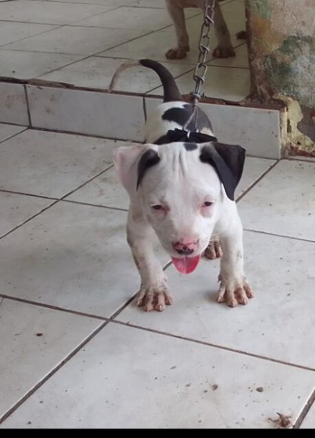 AMERICAN BULLY/ PITBULL STYLE PUPS