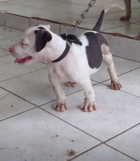 AMERICAN BULLY/ PITBULL STYLE PUPS
