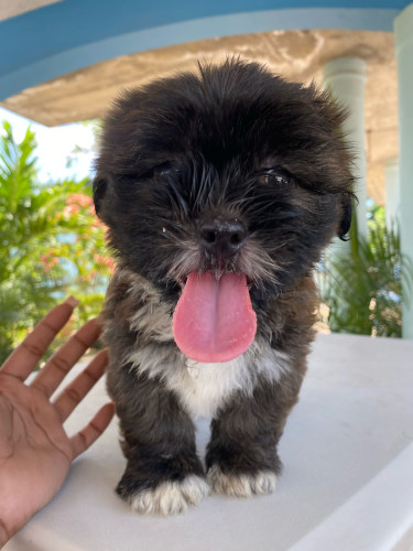 Shihpoo Females