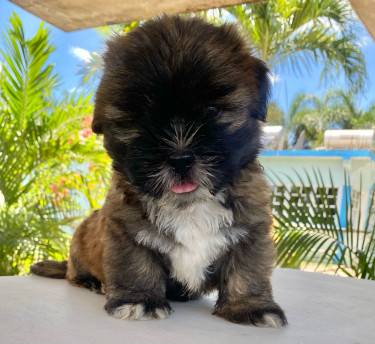 Shihpoo Females