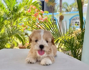 Shihpoo Females