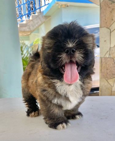 Male Shihpoo