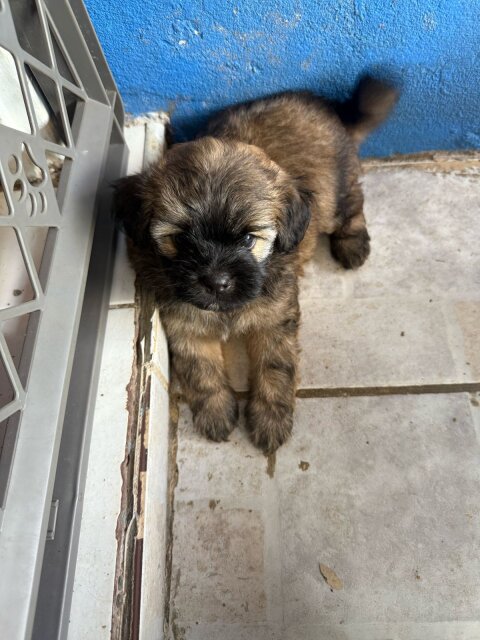 Shihtzu X Poodle Puppies FOR SALE