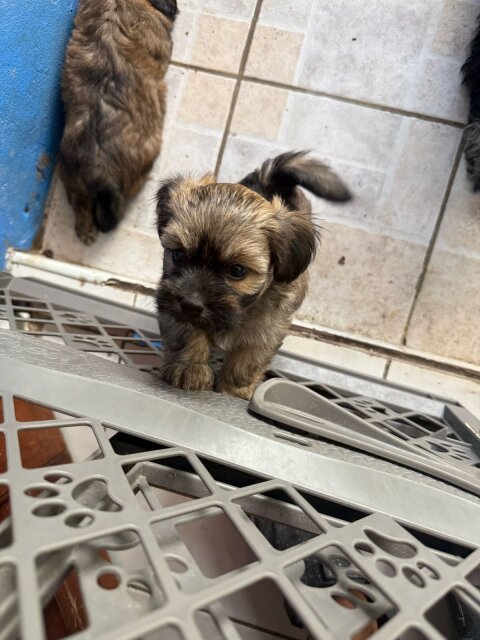 Shihtzu X Poodle Puppies FOR SALE