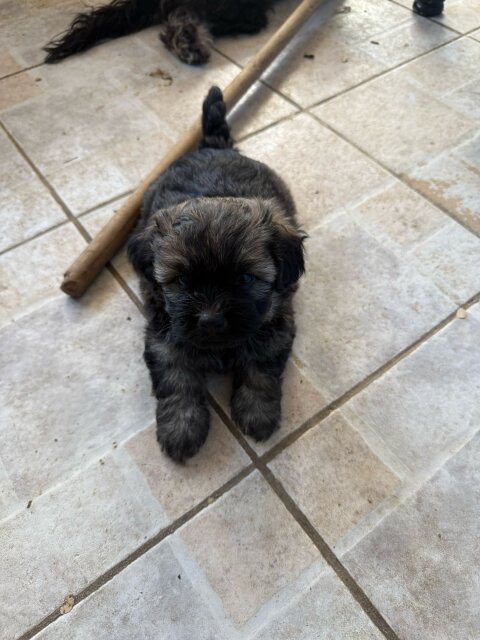 Shihtzu X Poodle Puppies FOR SALE