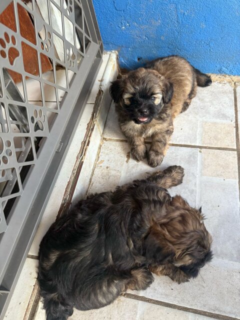 Shihtzu X Poodle Puppies FOR SALE