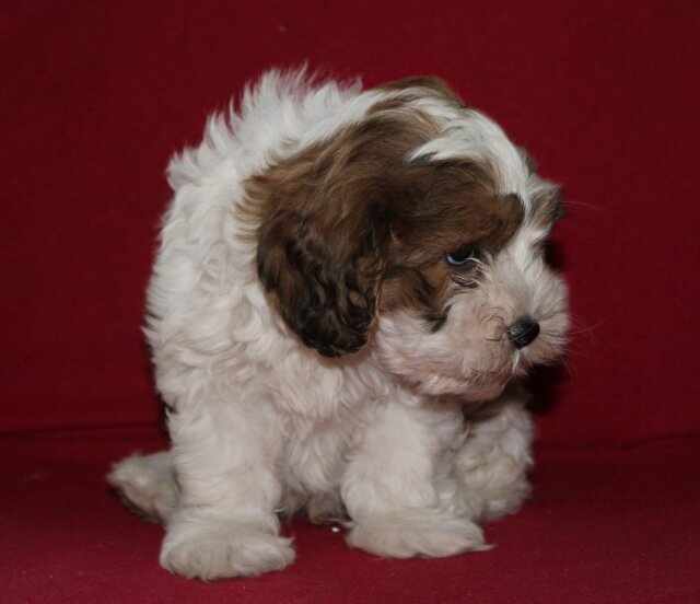 Cockerspaniel X Poodle Puppies FOR SALE