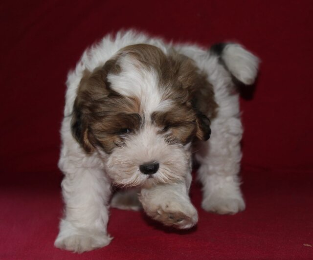 Cockerspaniel X Poodle Puppies FOR SALE