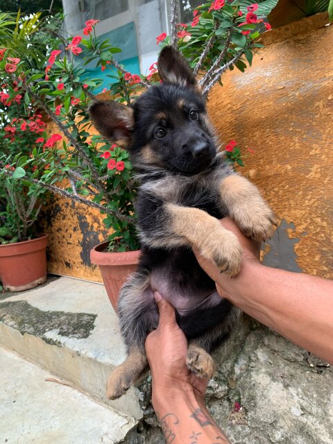 German Shepherd Puppies