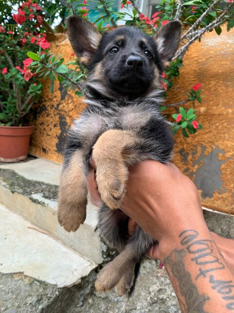 German Shepherd Puppies