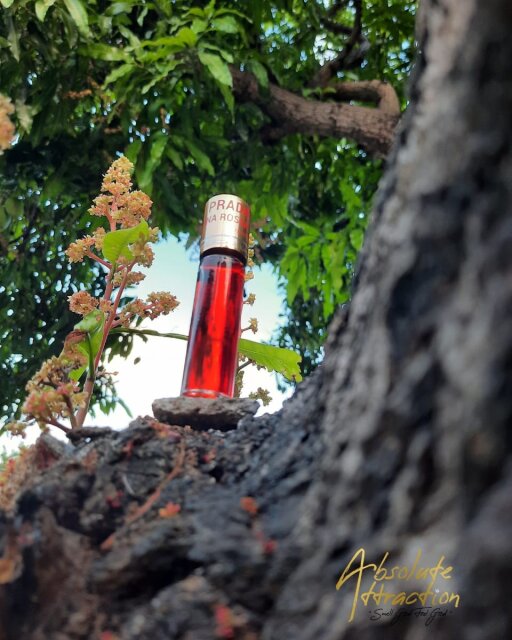 Perfume Oils For Sale (wholesale And Retail)