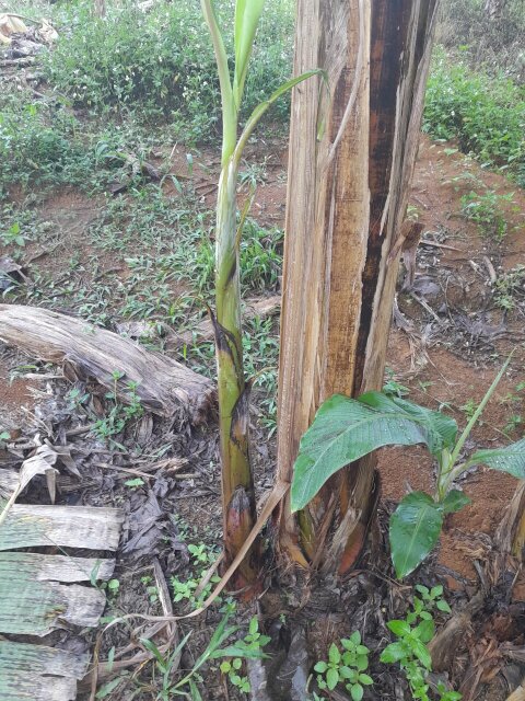 Plantain Suckers