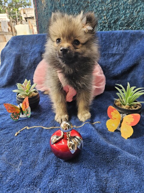 Female Pomeranian Puppies