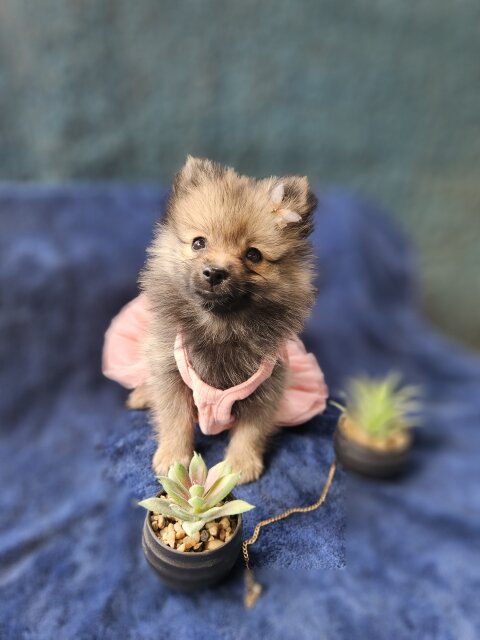 Female Pomeranian Puppies