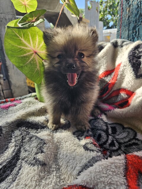Female Pomeranian Puppies