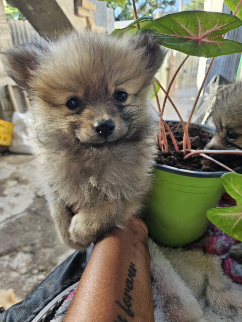 Female Pomeranian Puppies