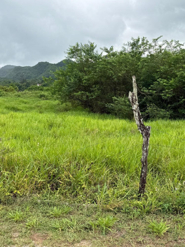 Sale Of Residential Lot In Thornton, St. Elizabeth