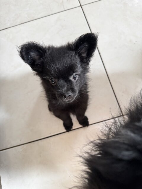 Pomeranian Chihuahua Mix Puppies