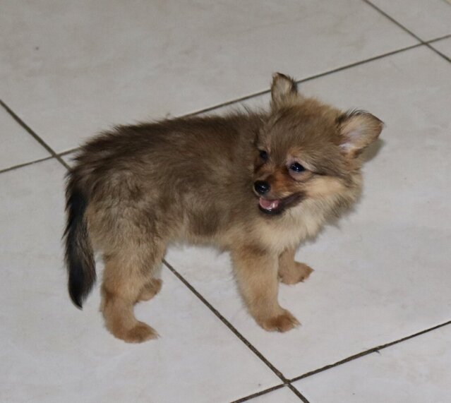 Pomeranian Chihuahua Mix Puppies