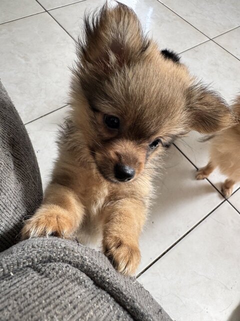 Pomeranian Chihuahua Mix Puppies
