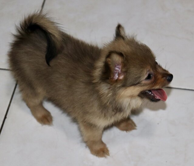 Pomeranian Chihuahua Mix Puppies