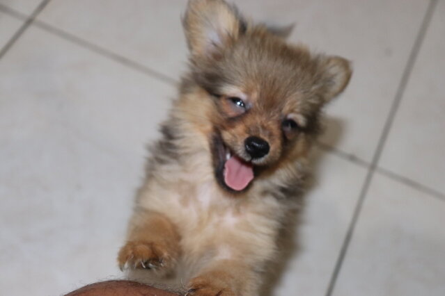 Pomeranian Chihuahua Mix Puppies