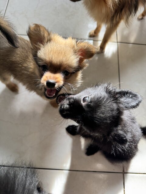Pomeranian Chihuahua Mix Puppies