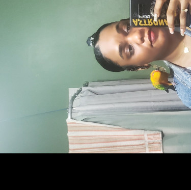 Tamed Sun Conure (parrot) For Sale