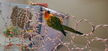 Tamed Sun Conure (parrot) For Sale