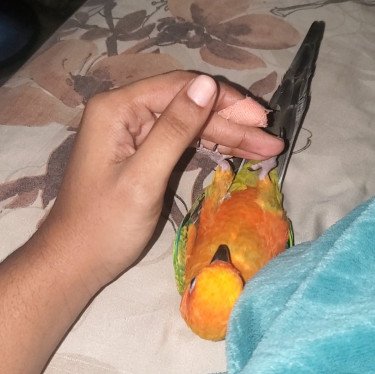 Tamed Sun Conure (parrot) For Sale