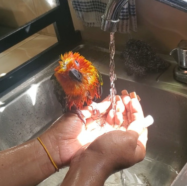 Tamed Sun Conure (parrot) For Sale