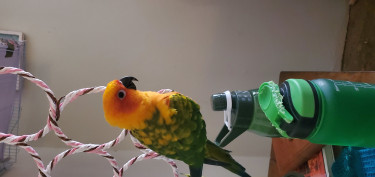 Tamed Sun Conure (parrot) For Sale