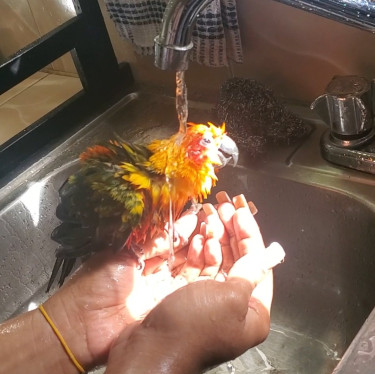 Tamed Sun Conure (parrot) For Sale