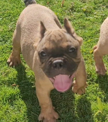 Bully X French Bulldog 