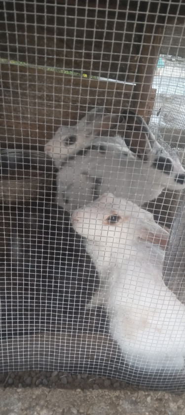Rabbit
