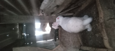 Rabbit