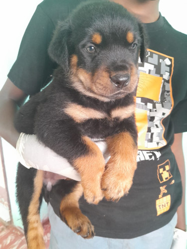 Rottweiler Puppies