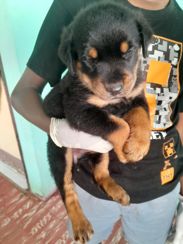 Rottweiler Puppies