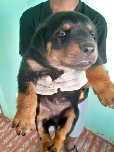 Rottweiler Puppies