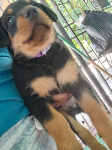Rottweiler Puppies