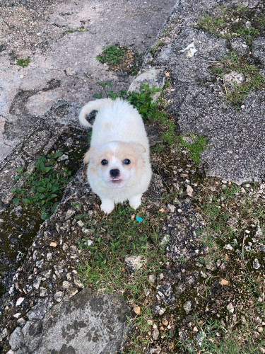 Corgi Mix