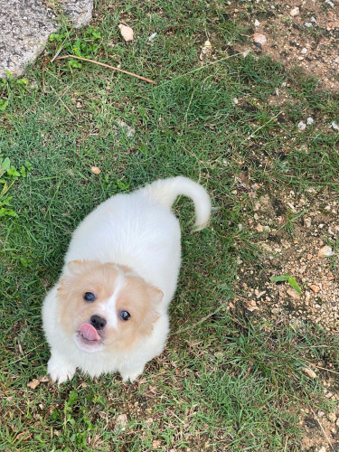 Corgi Mix