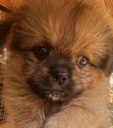 Shihtzu Pomeranian Mix Pups