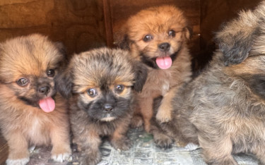 Shihtzu Pomeranian Mix Pups
