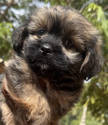 Shihtzu Pomeranian Mix Pups