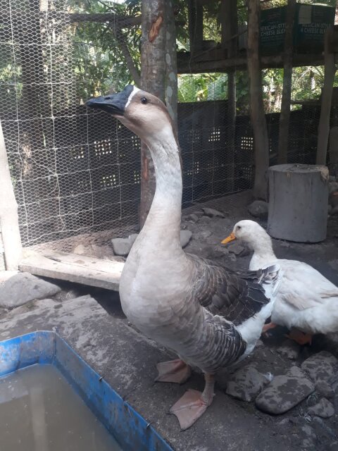 Chinese Brown Geese