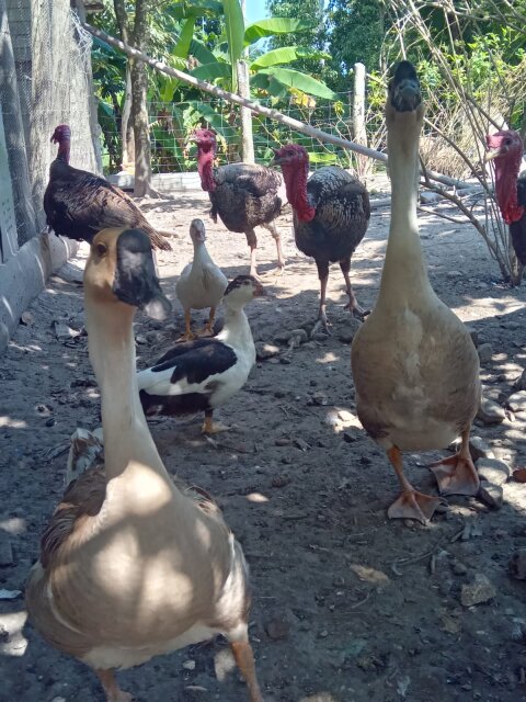 Chinese Brown Geese
