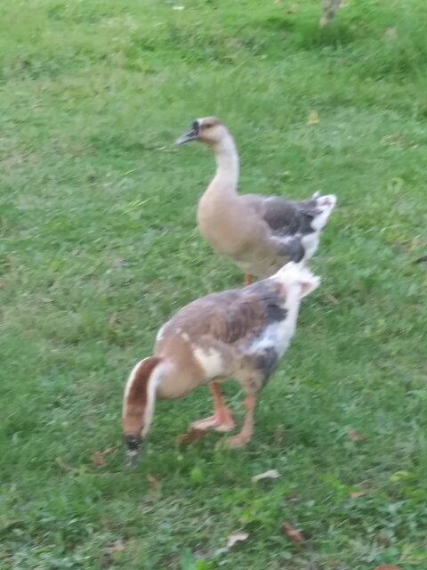 Chinese Brown Geese