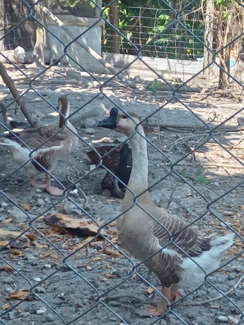 Chinese Brown Geese